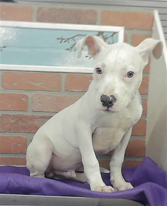 Adoptable Dog