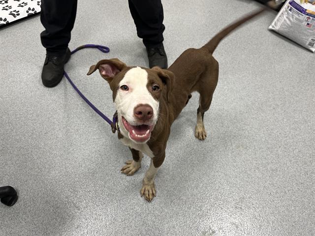 Adoptable Dog