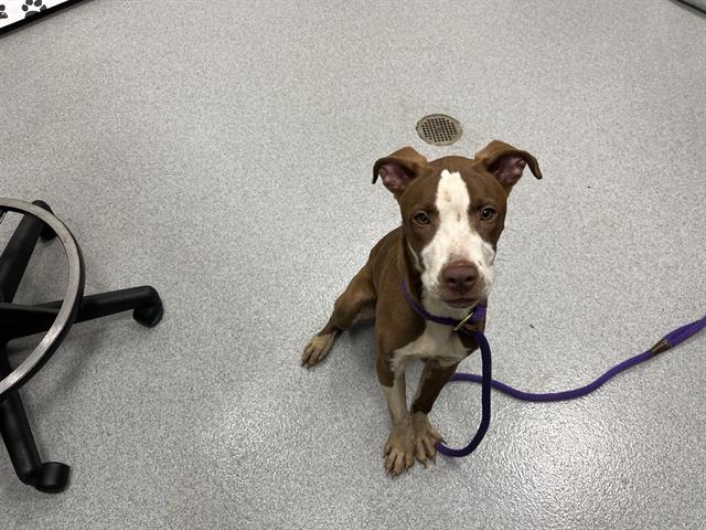Adoptable Dog