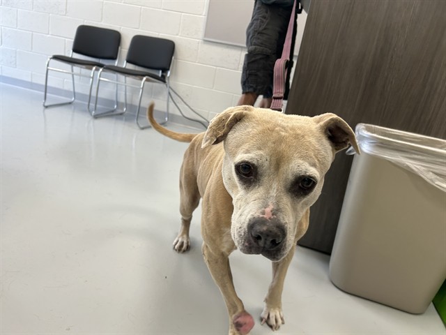 Adoptable Dog