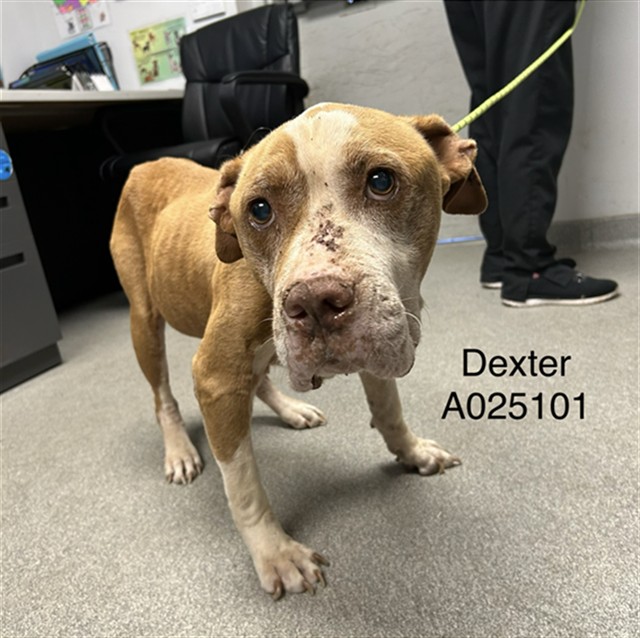 Dexter