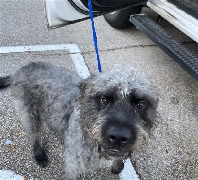 Adoptable Dog