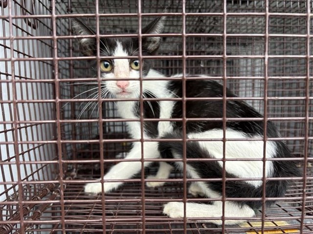 Adoptable Cat