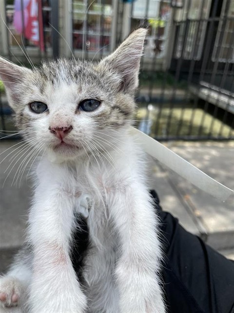 Adoptable Cat