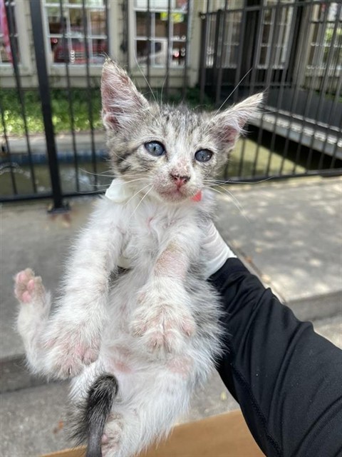 Adoptable Cat