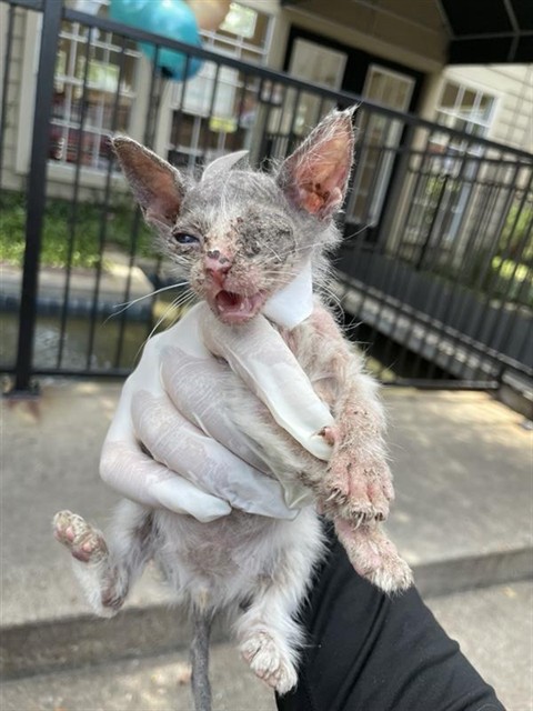 Adoptable Cat