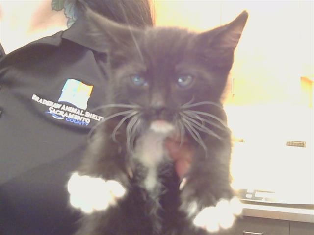 Adoptable Cat
