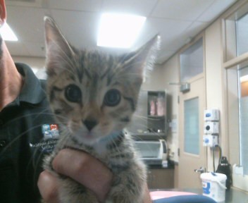 Adoptable Cat