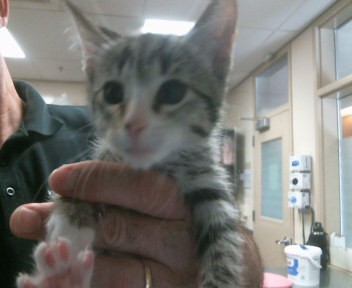 Adoptable Cat