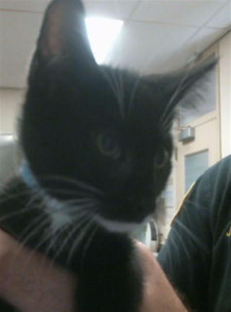 Adoptable Cat