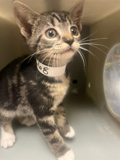 Adoptable Cat