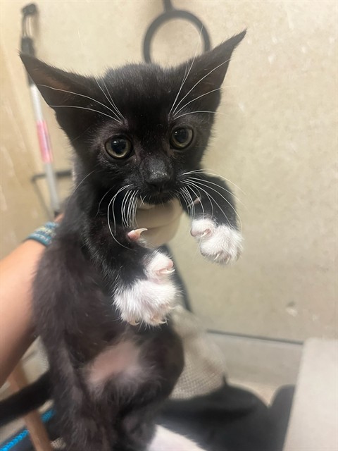 Adoptable Cat
