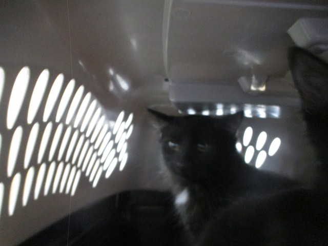 Phantom