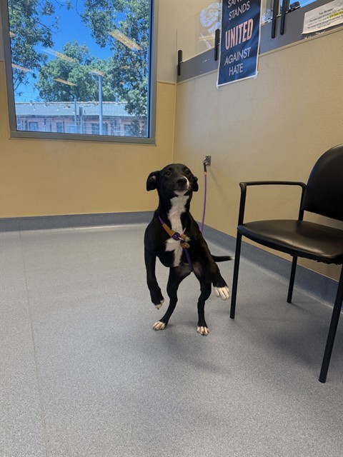 Adoptable Dog
