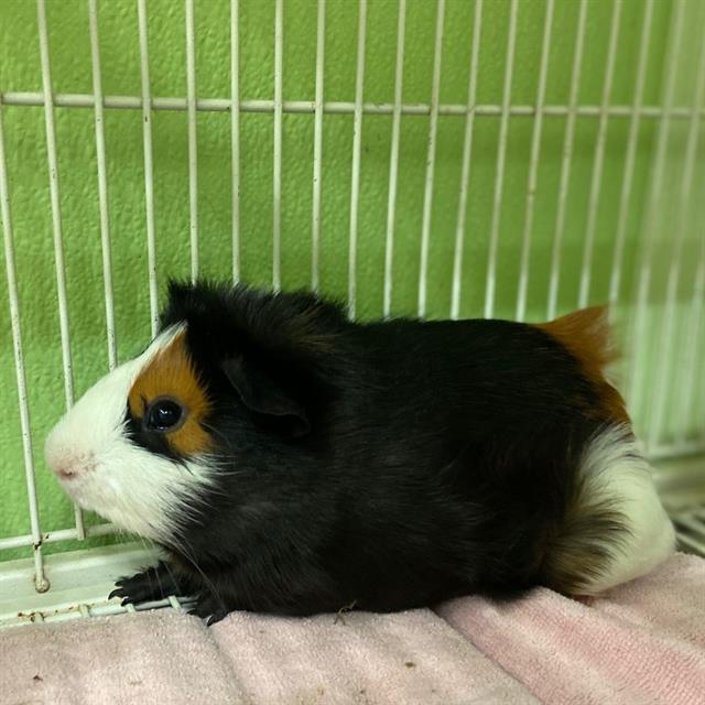 Bert