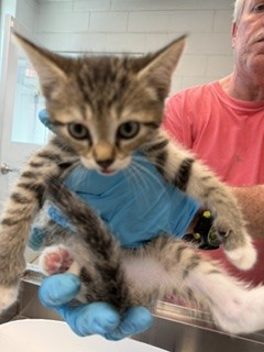 Adoptable Cat