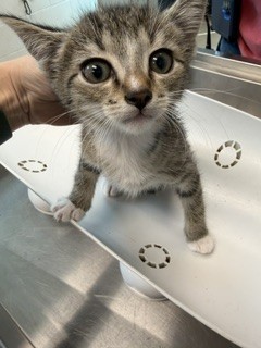 Adoptable Cat