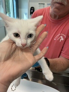Adoptable Cat