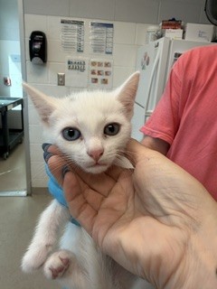 Adoptable Cat