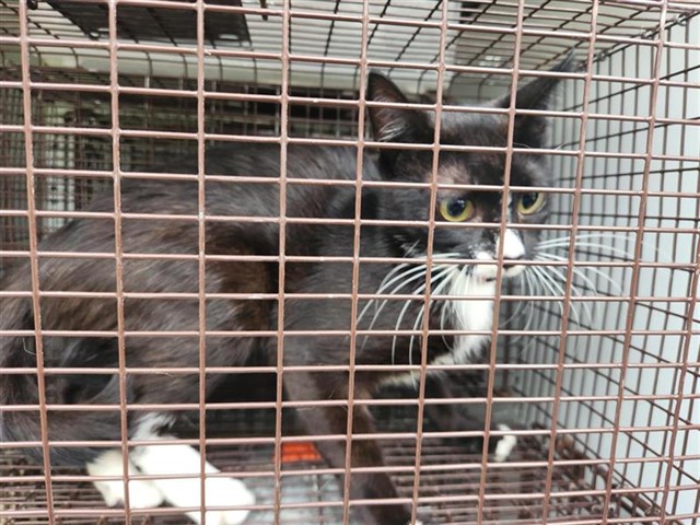 Adoptable Cat