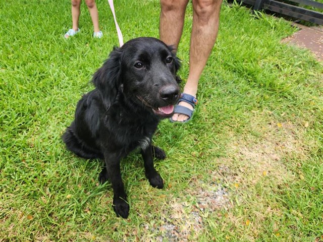 Adoptable Dog