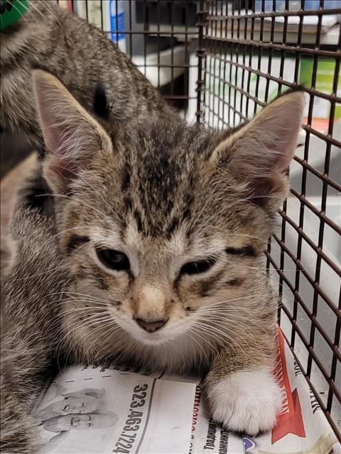 Adoptable Cat
