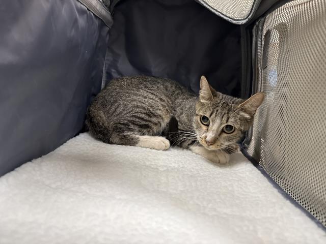 Adoptable Cat