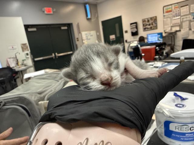 Adoptable Cat