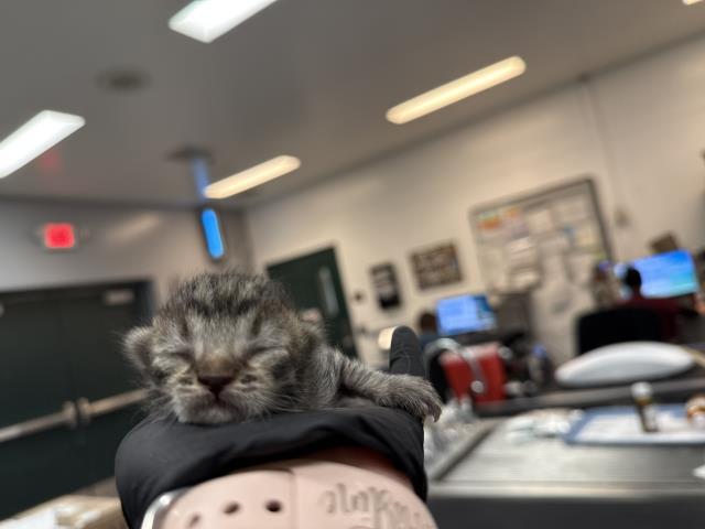 Adoptable Cat