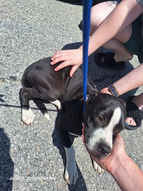 Adoptable Dog