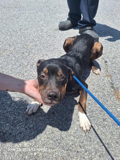 Adoptable Dog
