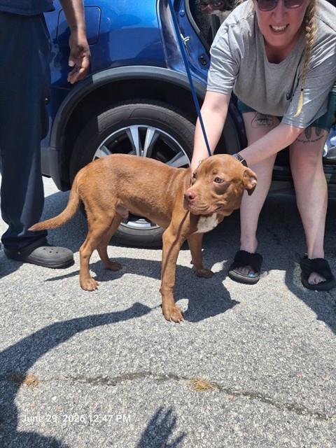 Adoptable Dog