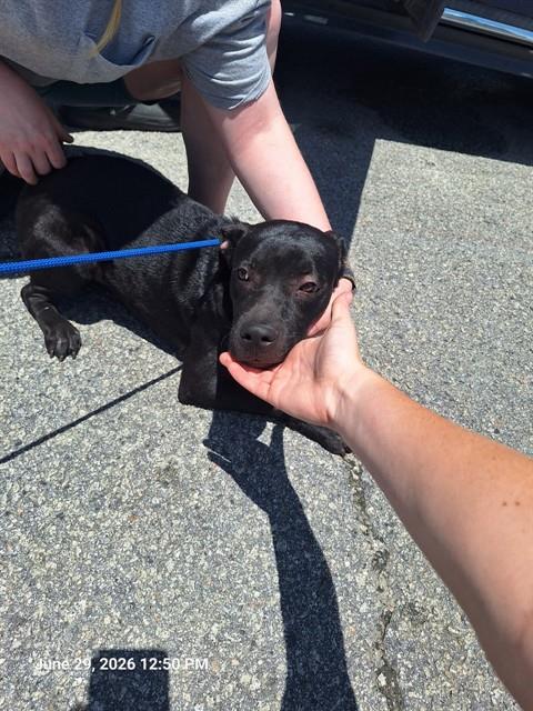 Adoptable Dog