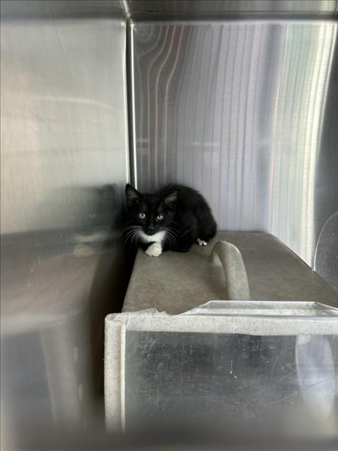 *Tux