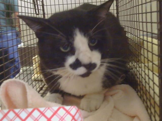 Adoptable Cat