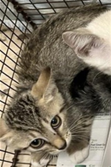 Adoptable Cat