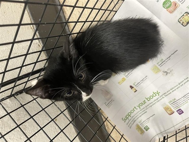 Adoptable Cat