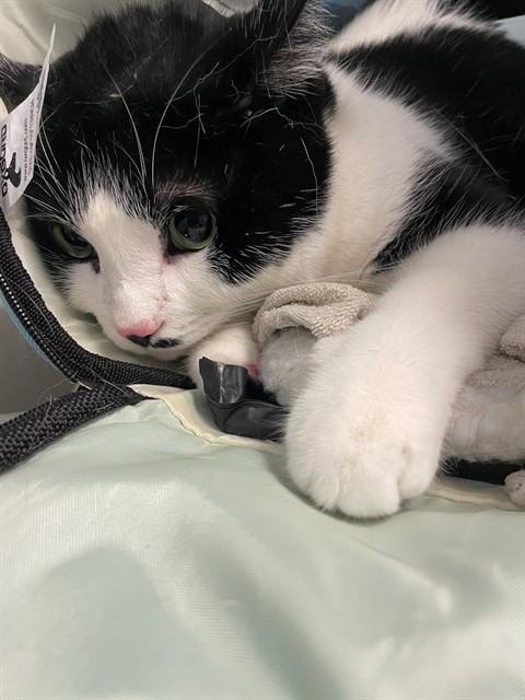 Loki