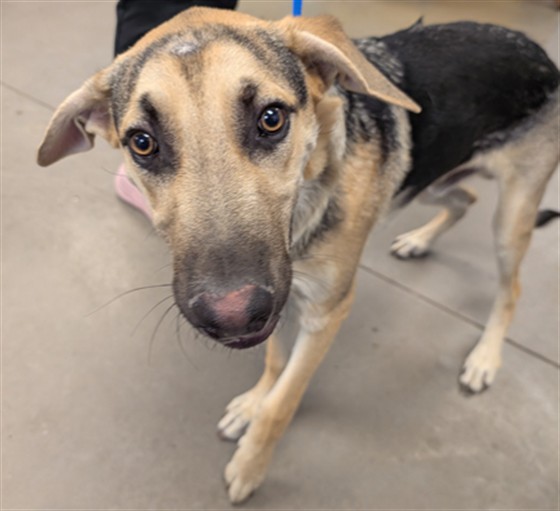 Adoptable Dog