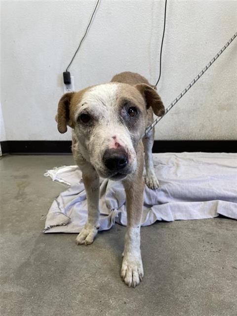 Adoptable Dog