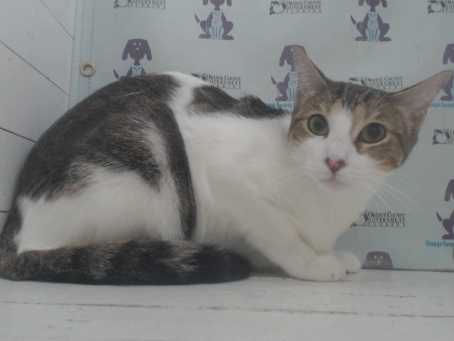 Adoptable Cat
