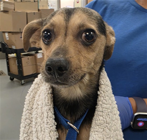 Adoptable Dog