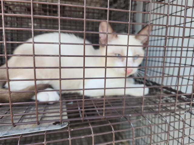 Adoptable Cat