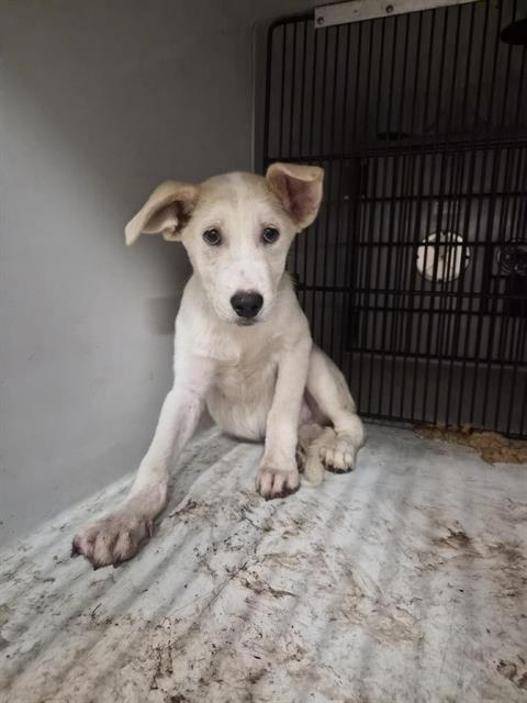 Adoptable Dog