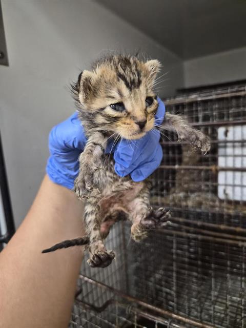 Adoptable Cat