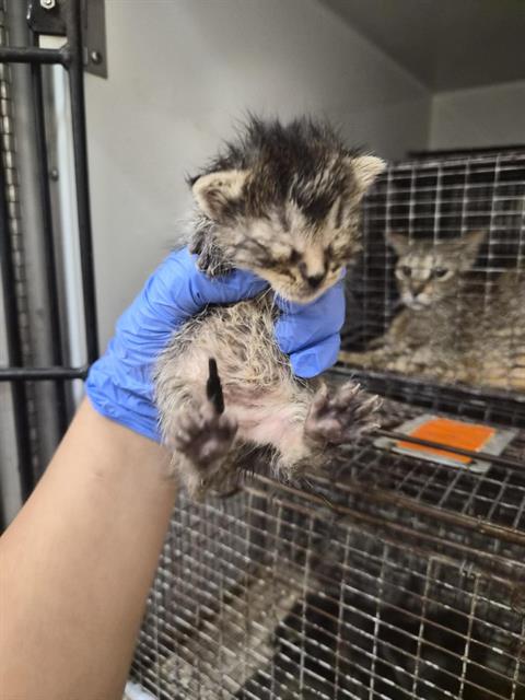 Adoptable Cat