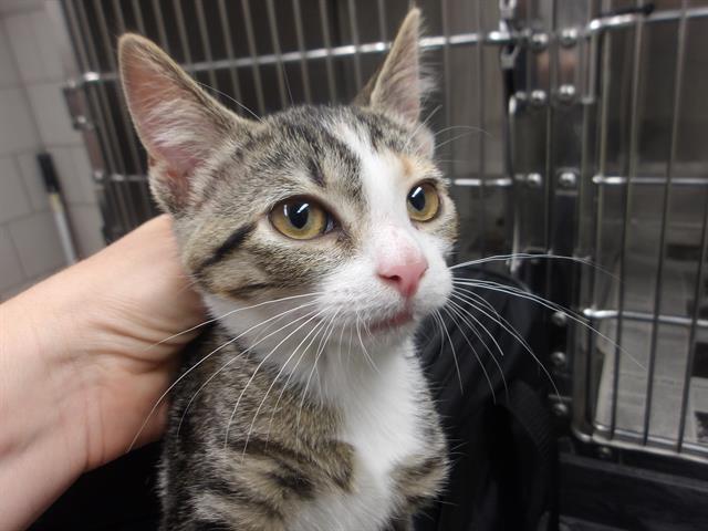 Adoptable Cat