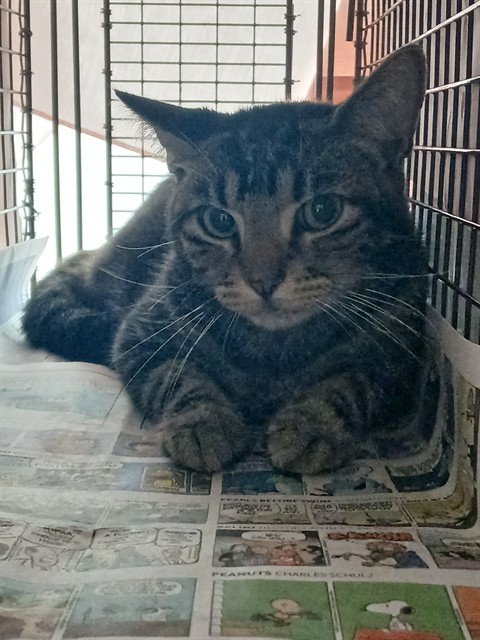 Adoptable Cat