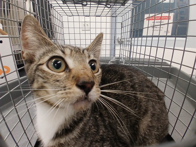 Adoptable Cat