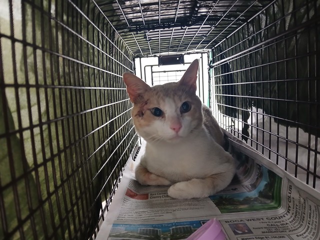 Adoptable Cat